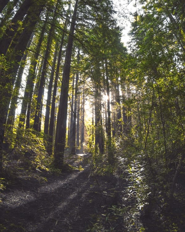 Sunshine through the trees at Joaquin Miller Park in Oakland