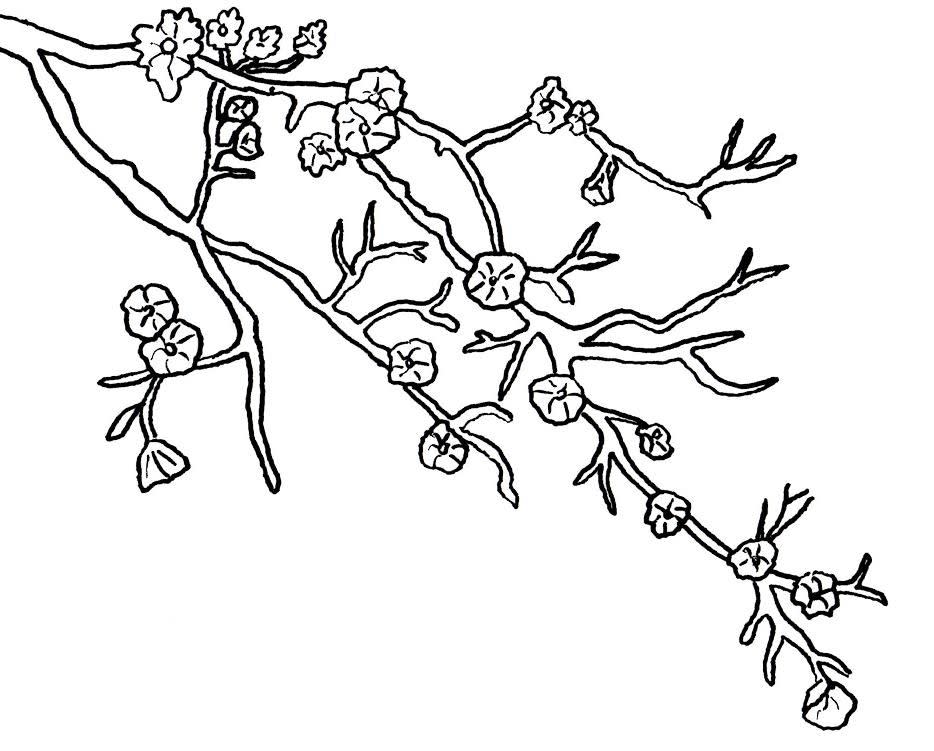 Cherry Blossom Coloring Page 1