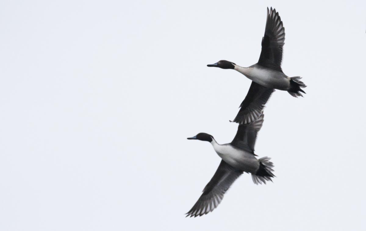 Duck Hunting
