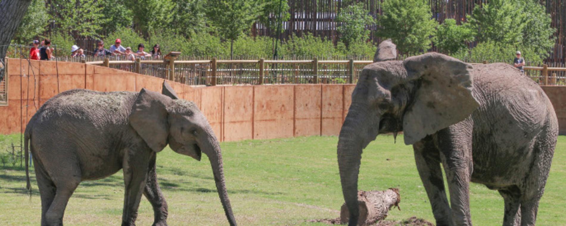 Elephants of the Zambezi River Valley - Arusi & Stephanie