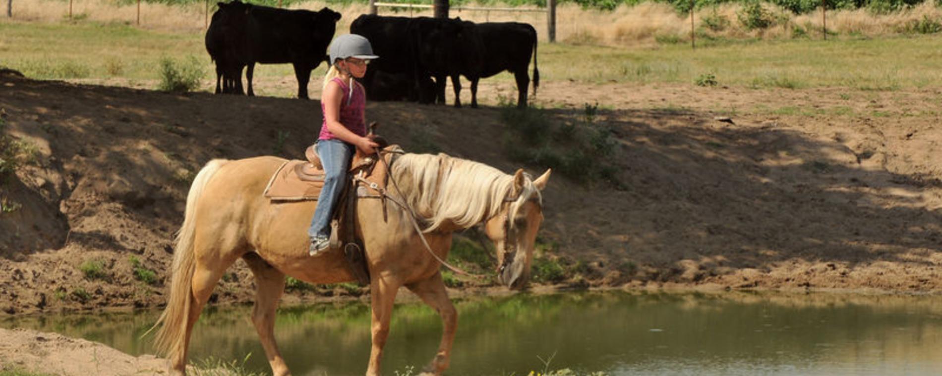 All ages can ride horses at C-Arrow Stables