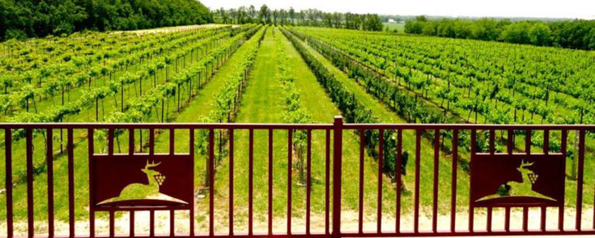 Grace Hill Winery