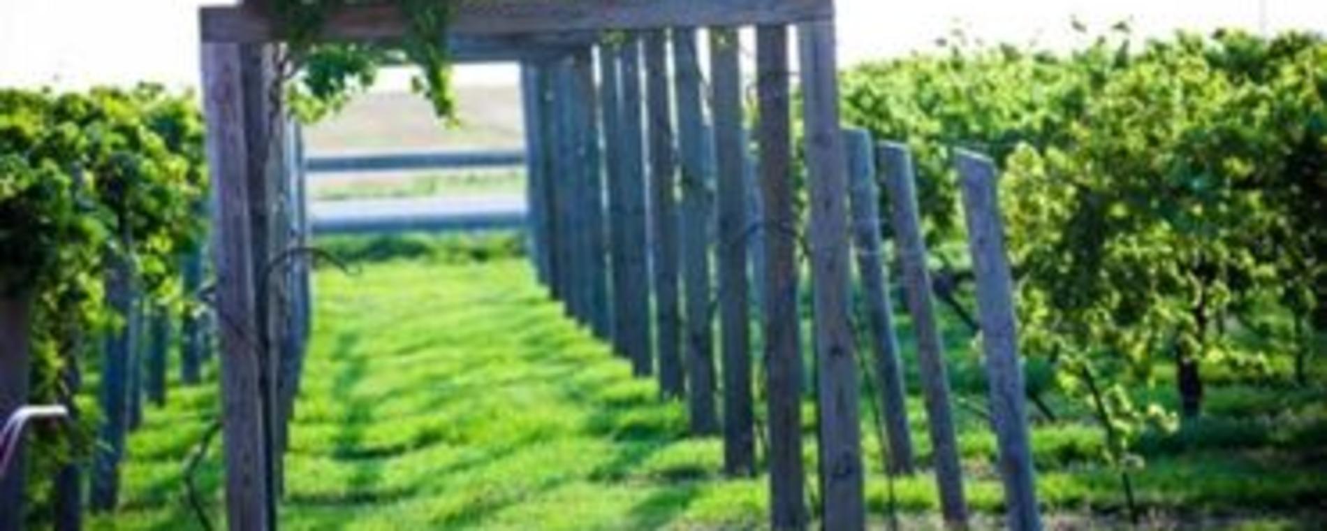 Prairie Hill grape arbor Visit Wichita