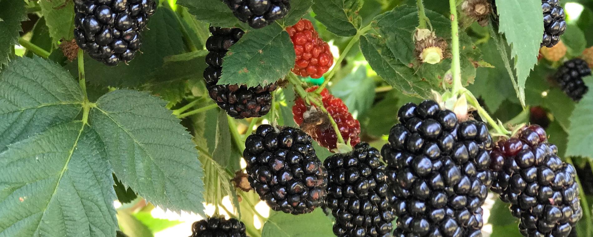 Elderslie Farm Blackberries Ready for You-Pickers in June/July