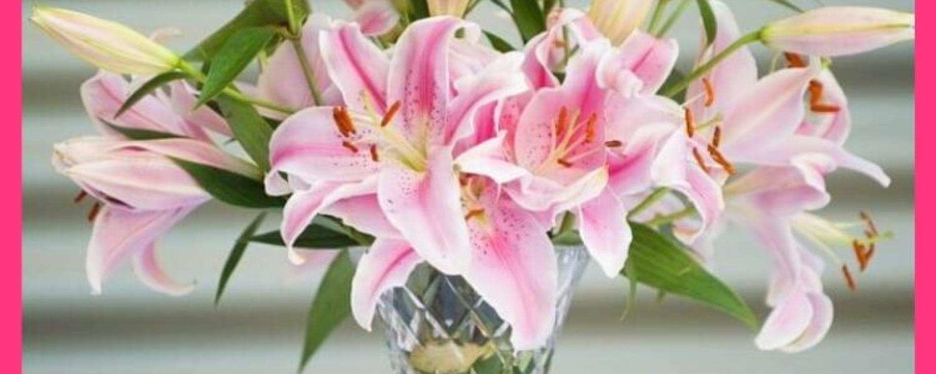 Pink Passion Lilies