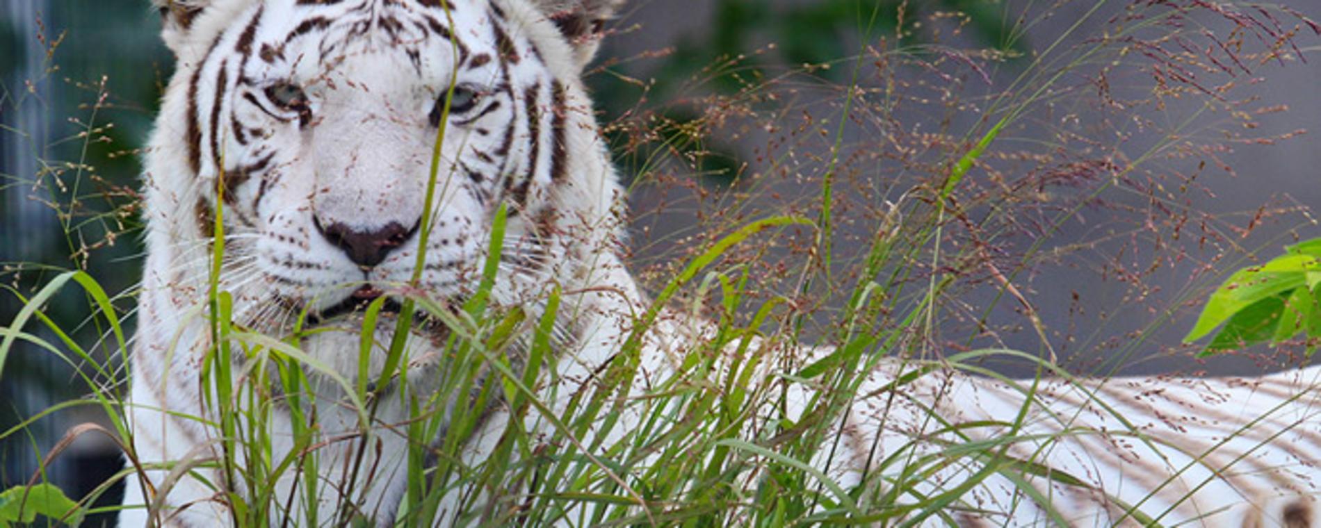 Tanganyika Tiger