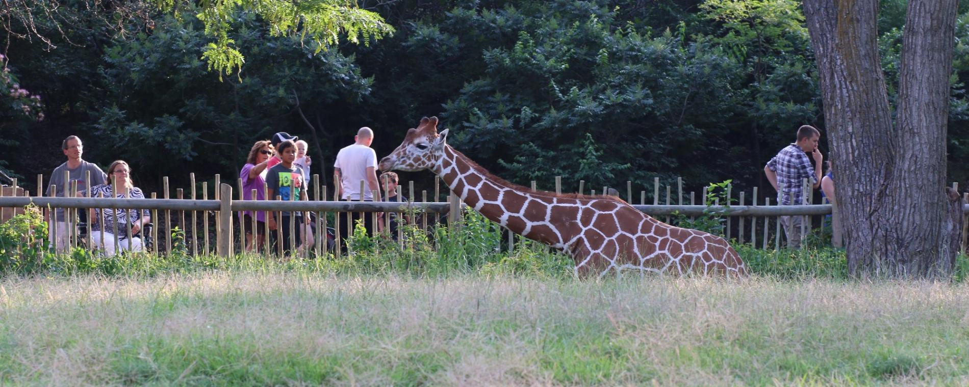 Twilight Tuesdays at the Zoo