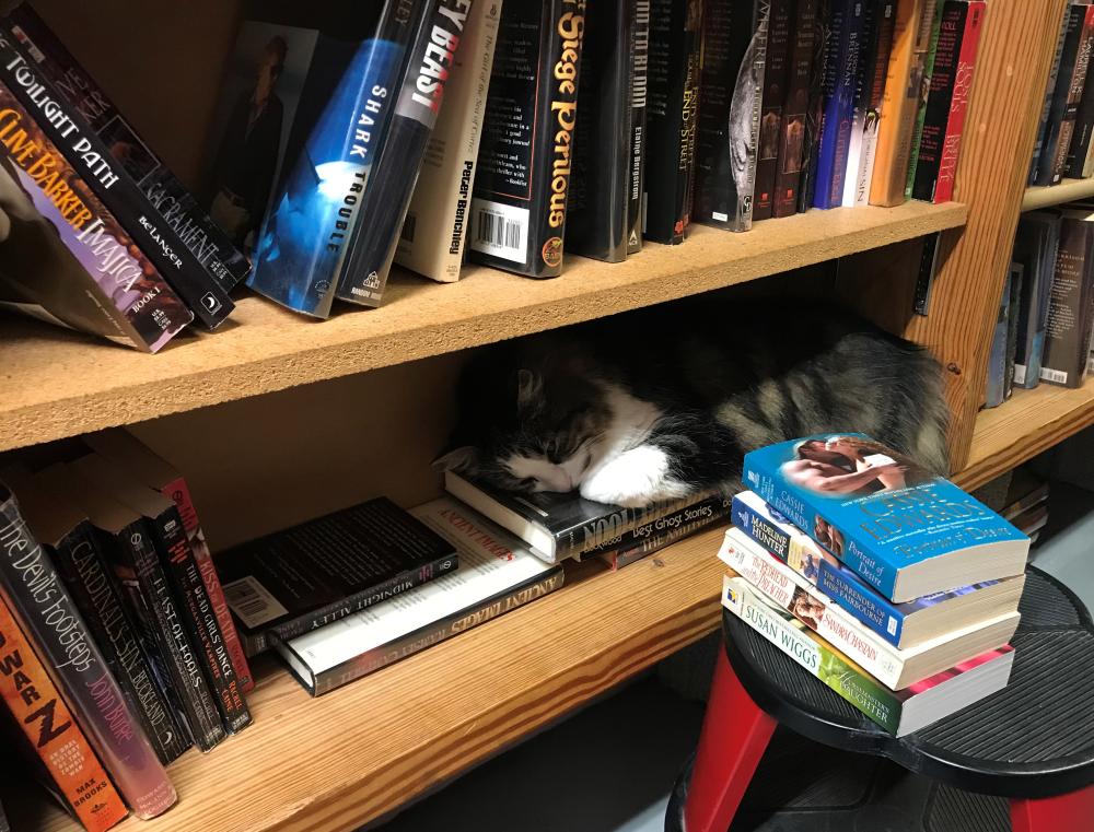 Cat on bookshelf at Hyde Brother Booksellers in Fort Wayne, Indiana