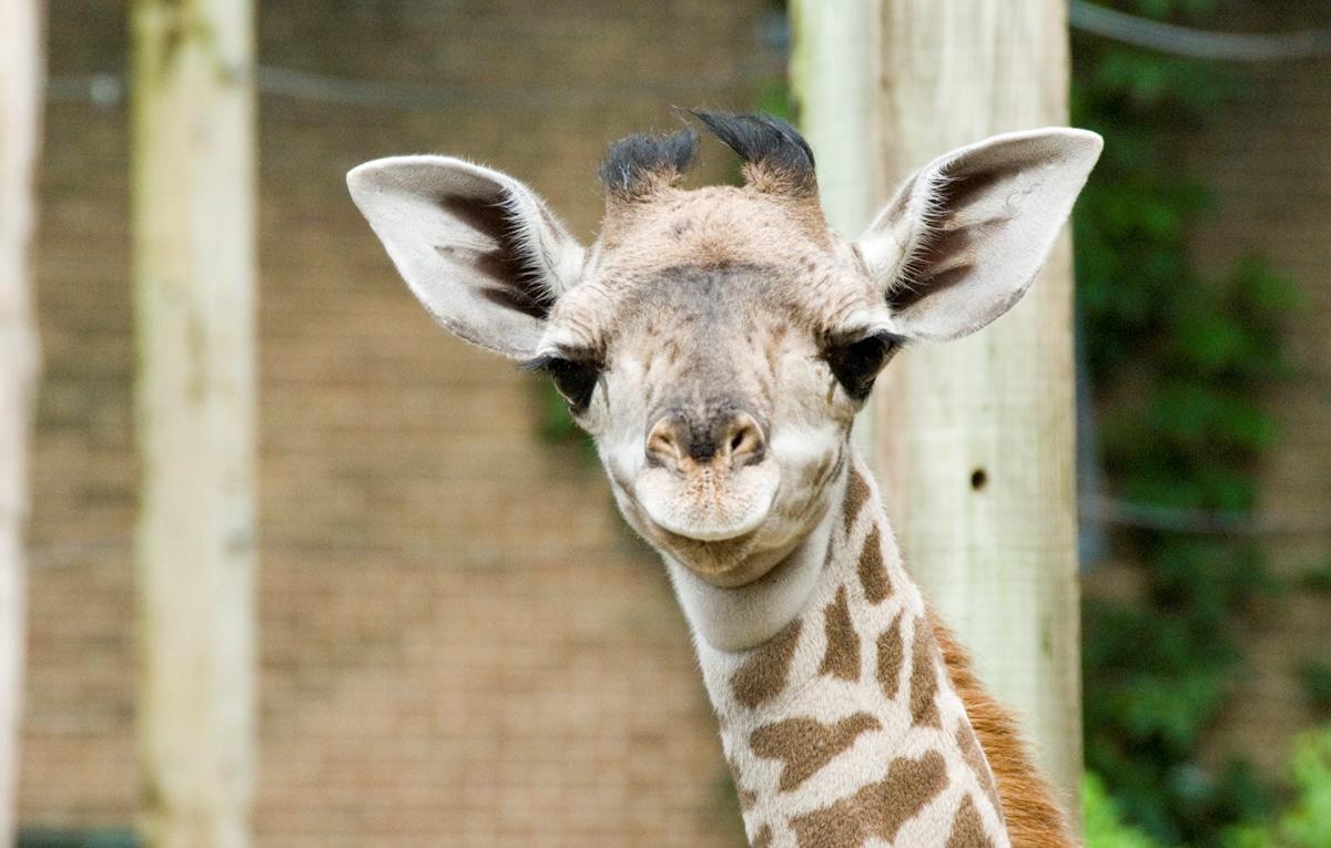 houston zoo giraffe 