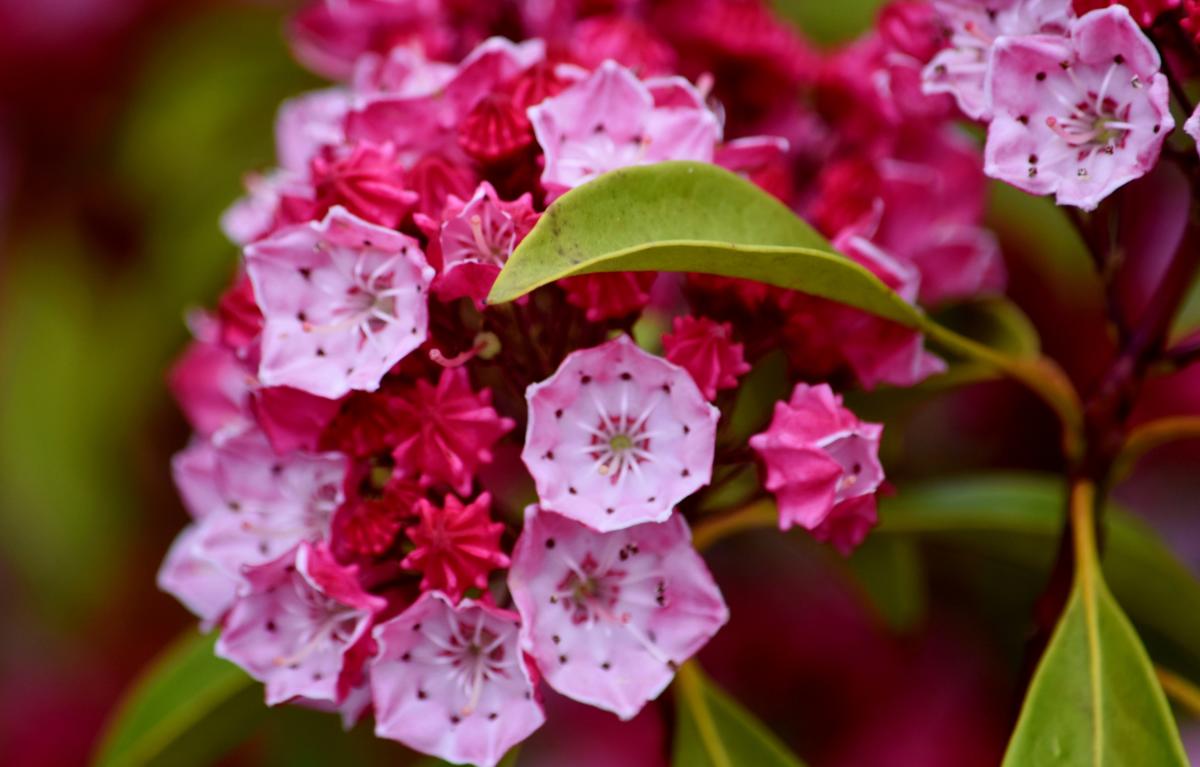 Mountain-Laurel in Ohiopyle