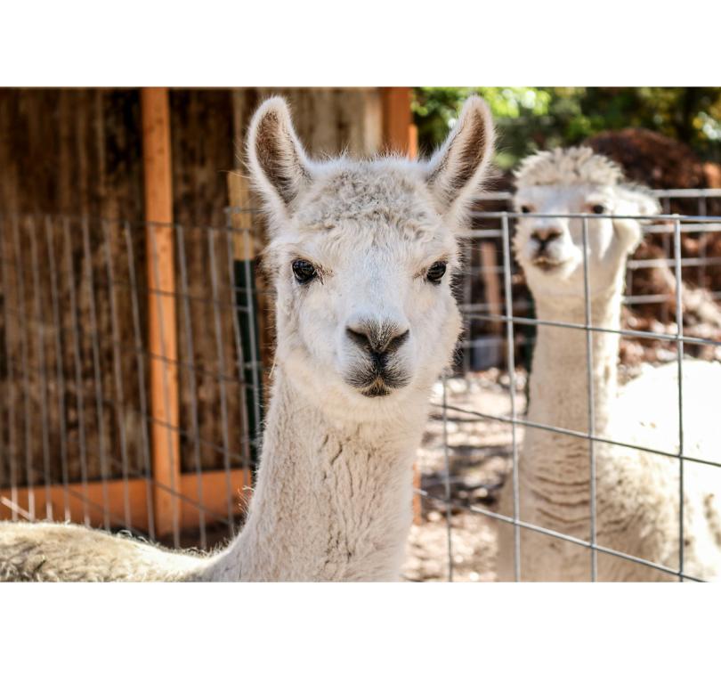 Alpacas at Los Poblanos