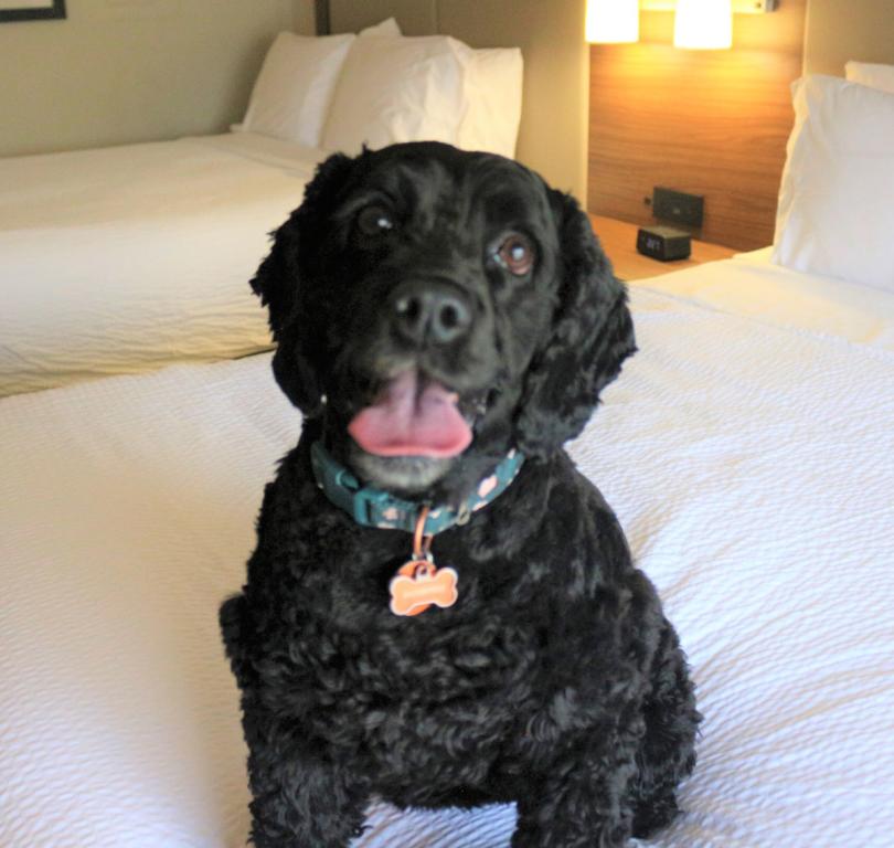 Offer - Pet Friendly Rooms