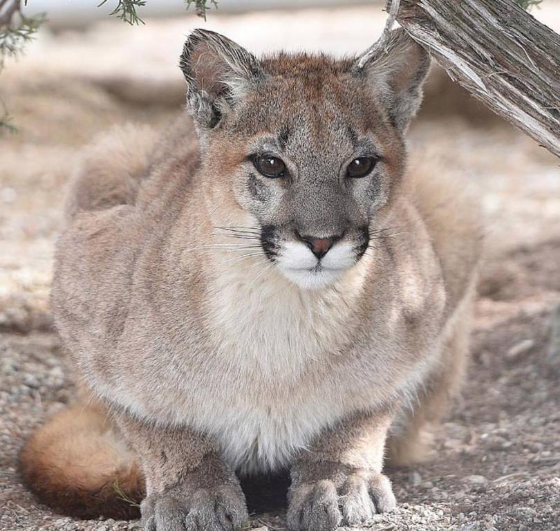 Animals w. Мексика сафари парк. Нью Мексико животные. New Mexico animals. New Mexico Cat.