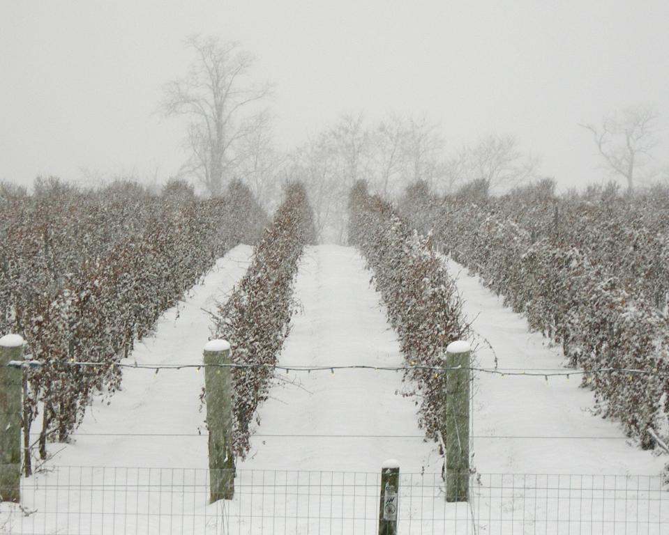 The Little Vineyard