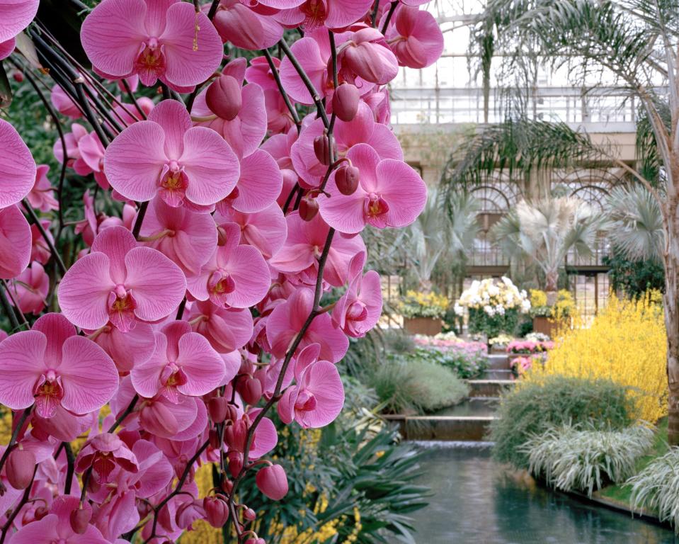 Orchid Extravaganza At Longwood Gardens Kennett Square Pa 19348