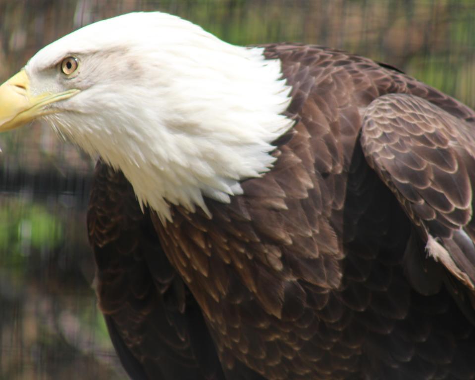 American Bald Eagle at Brandywine Zoo