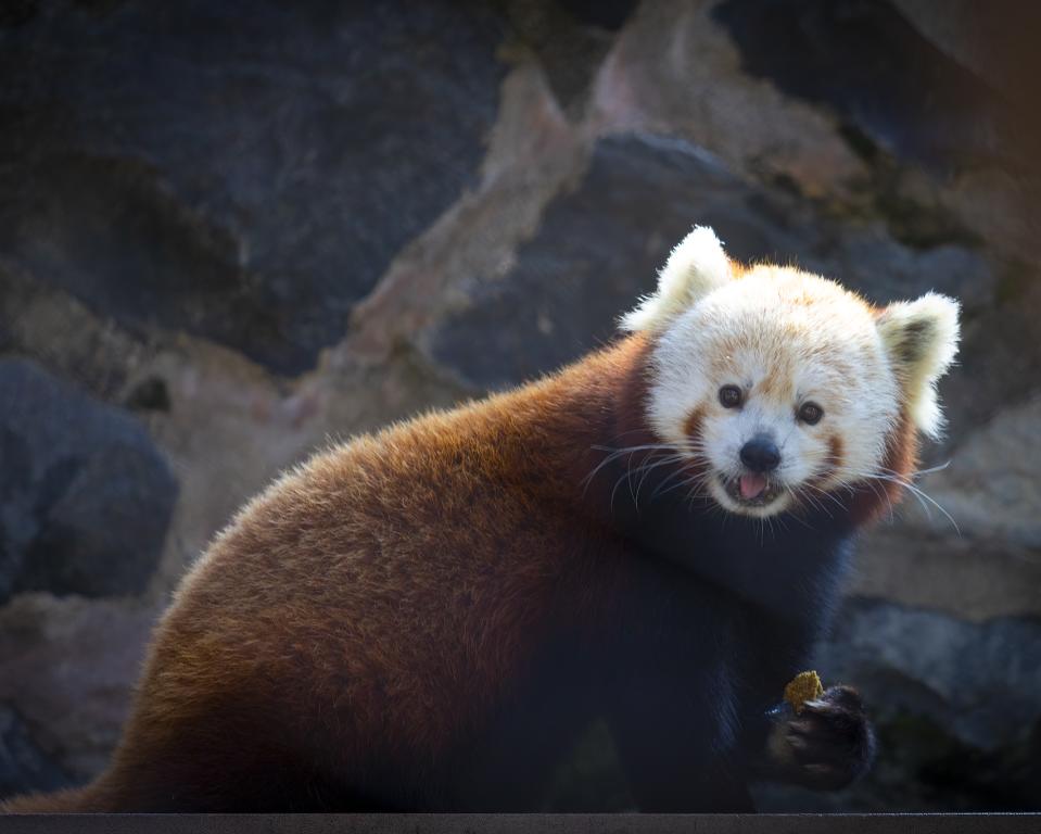 BRANDYWINE ZOO