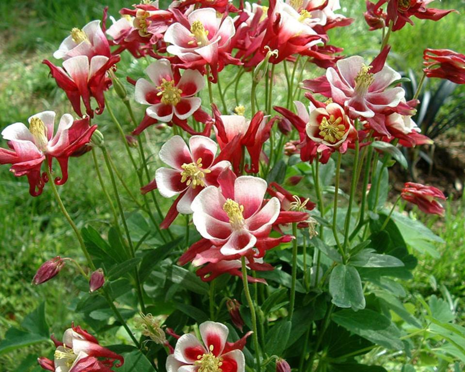 Wilmington Garden Day