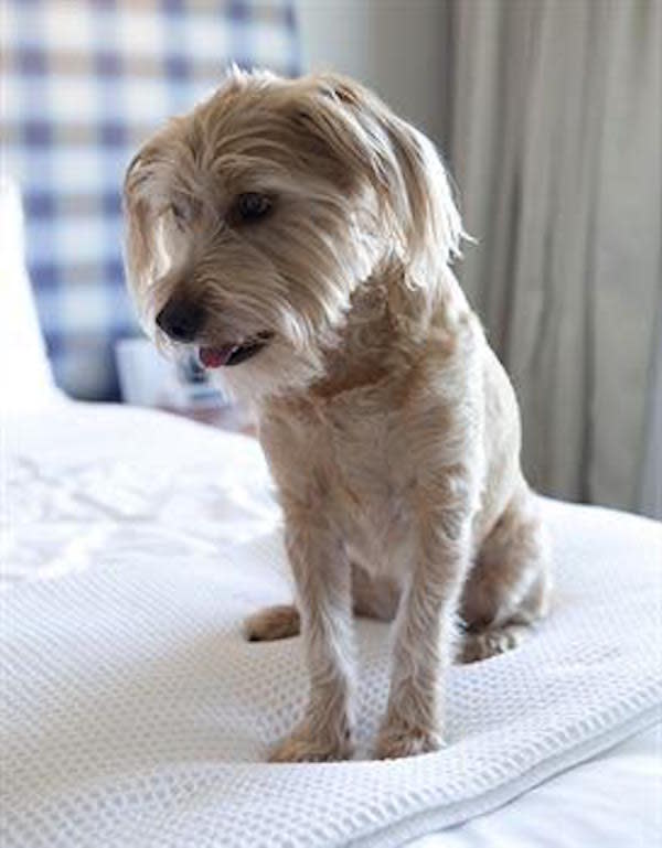 Pet Friendly Hotels In Huntington Beach