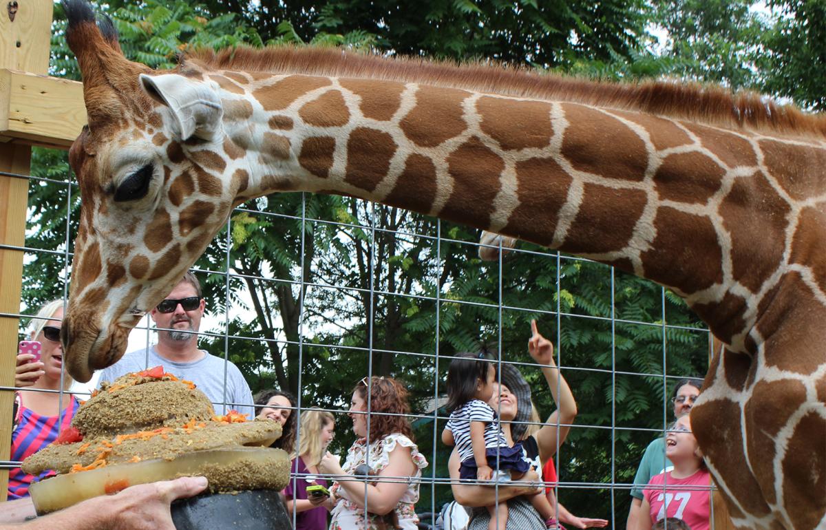 The Elwmood Park Zoo celebrates Dhoruba the Giraffe's 8th Birthday with a monthlong celebration beginning August 12