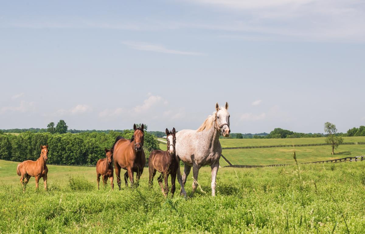 Darby-Dan-Horse-Country