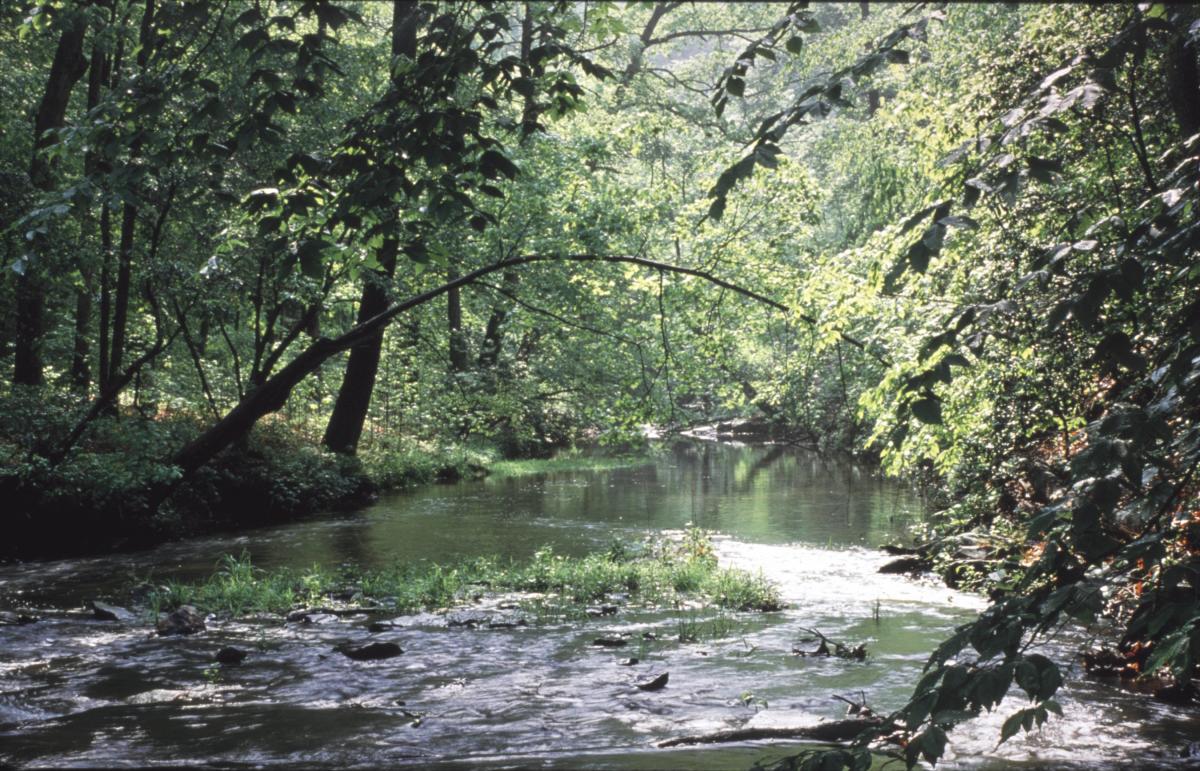 springtime view of Quantico Creek in Prince William Forest Park
