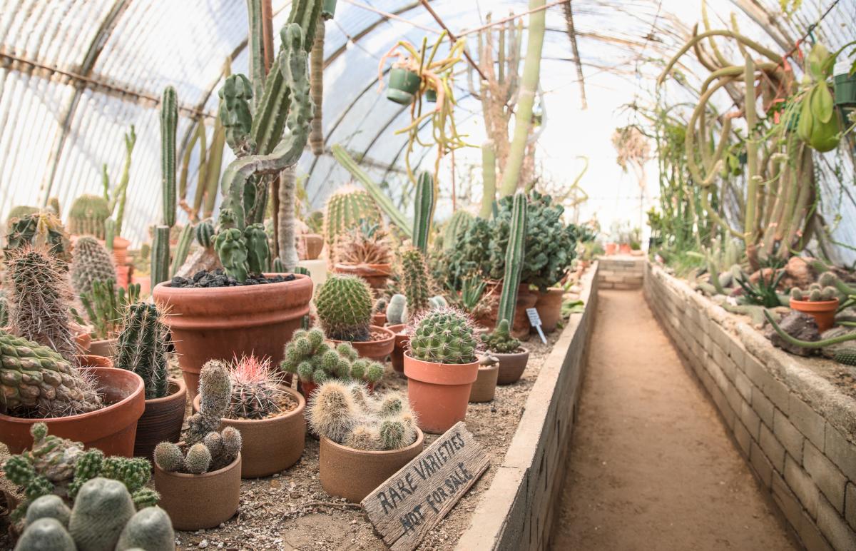 The cactus garden at the Moorten Botanical Garden