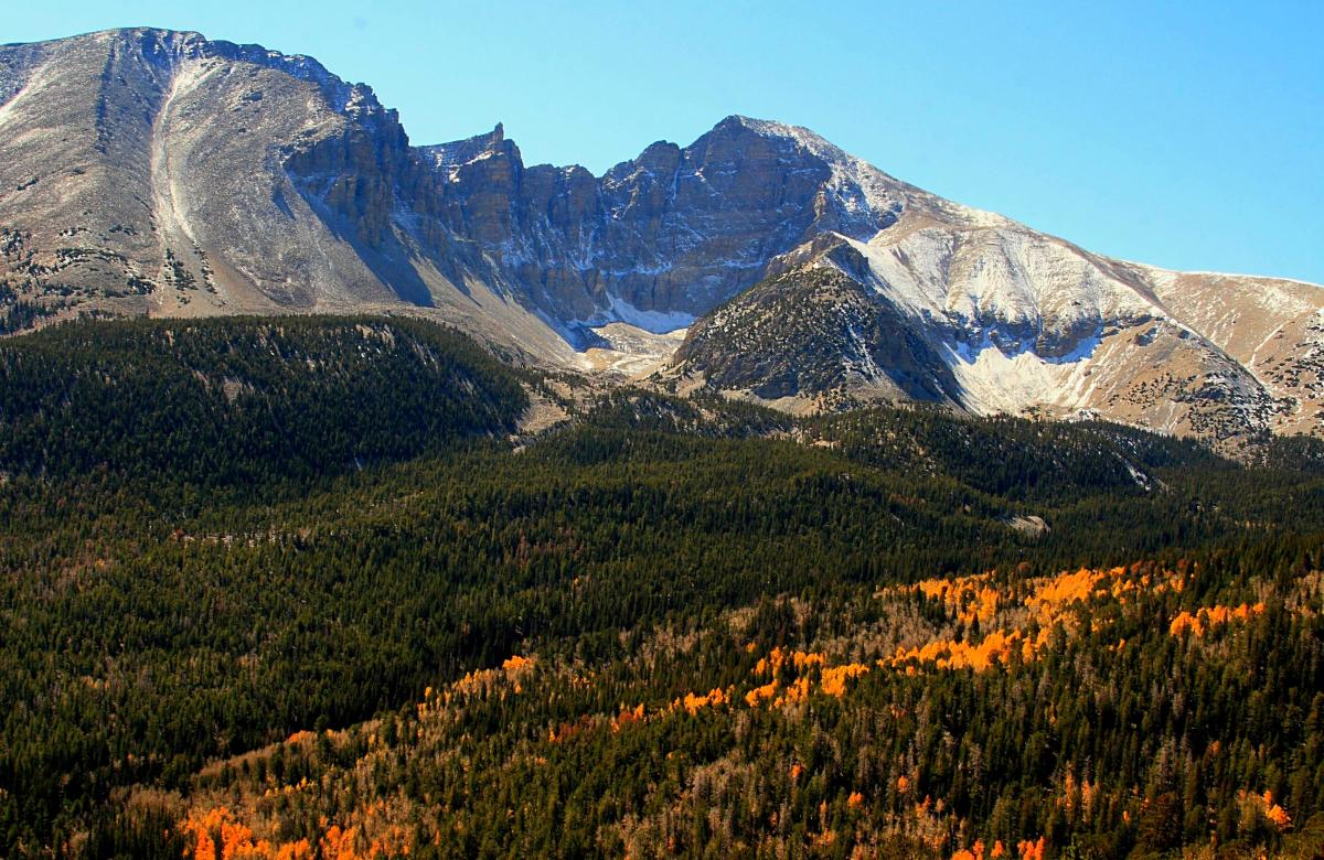 Great Basin is home to the longest-living trees, the Bristlecone Pine