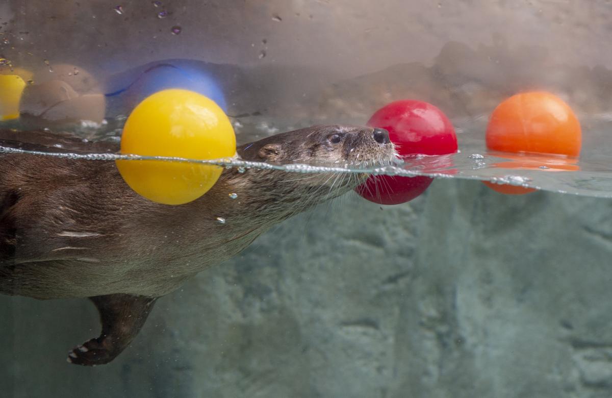 TN Aquarium_River Otters