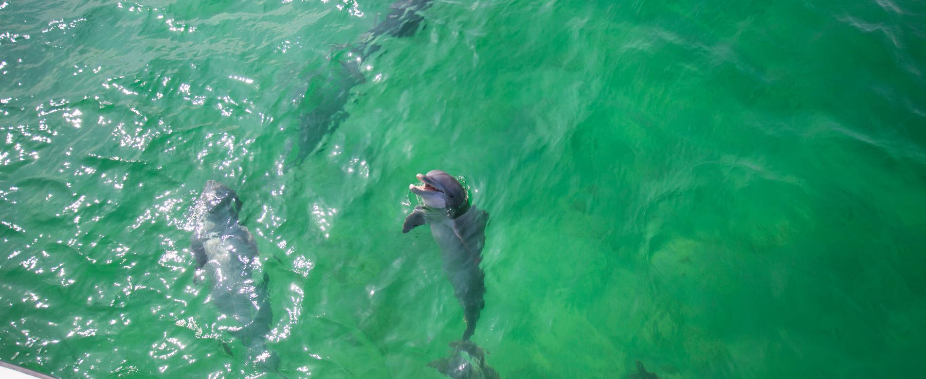 4 Best Dolphin Cruises In Destin Fort Walton Beach Florida Destin Fort Walton Beach Florida