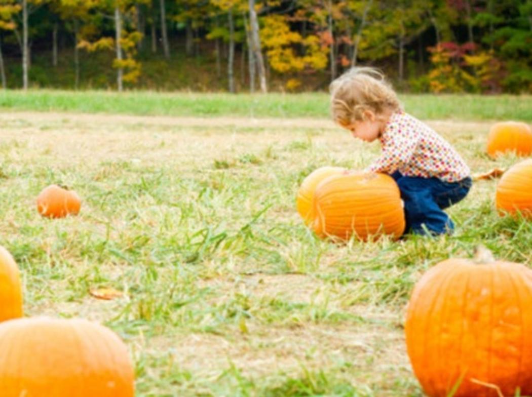 Oakes Farm Corn Maze And Pumpkin Patch