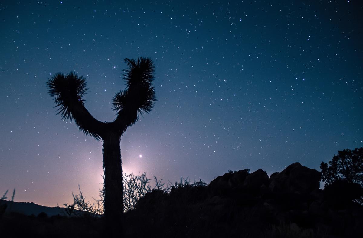 Night sky behind Joshua Tree silhouette in Joshua Tree National Park