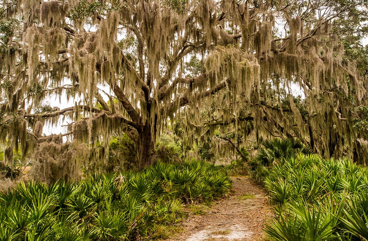a hiking trail surrounded by moss-covered trees on Little St. Simons Island, GA