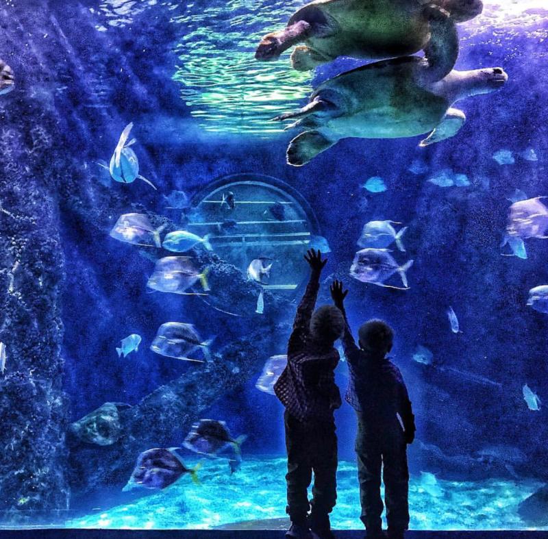 Visitors connect with the fish and sea turtles on display at the Virginia Aquarium.
