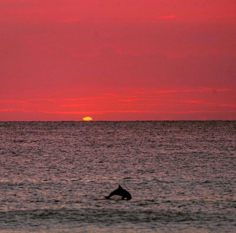 Dolphin Sunrise