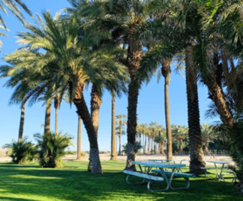 Oasis Date Gardens