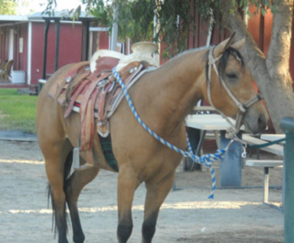 Ivey Ranch Equestrian Center