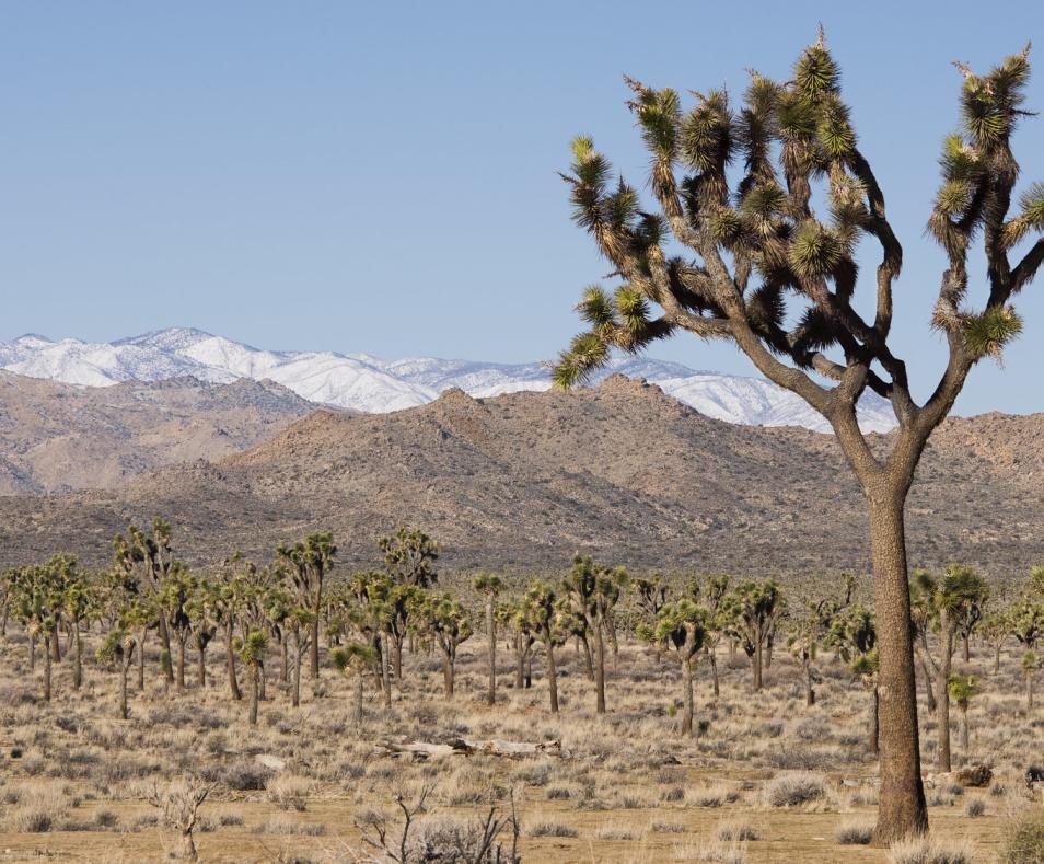 Joshua Tree National Park