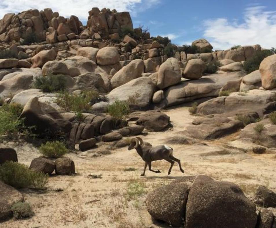 Joshua Tree Excursions