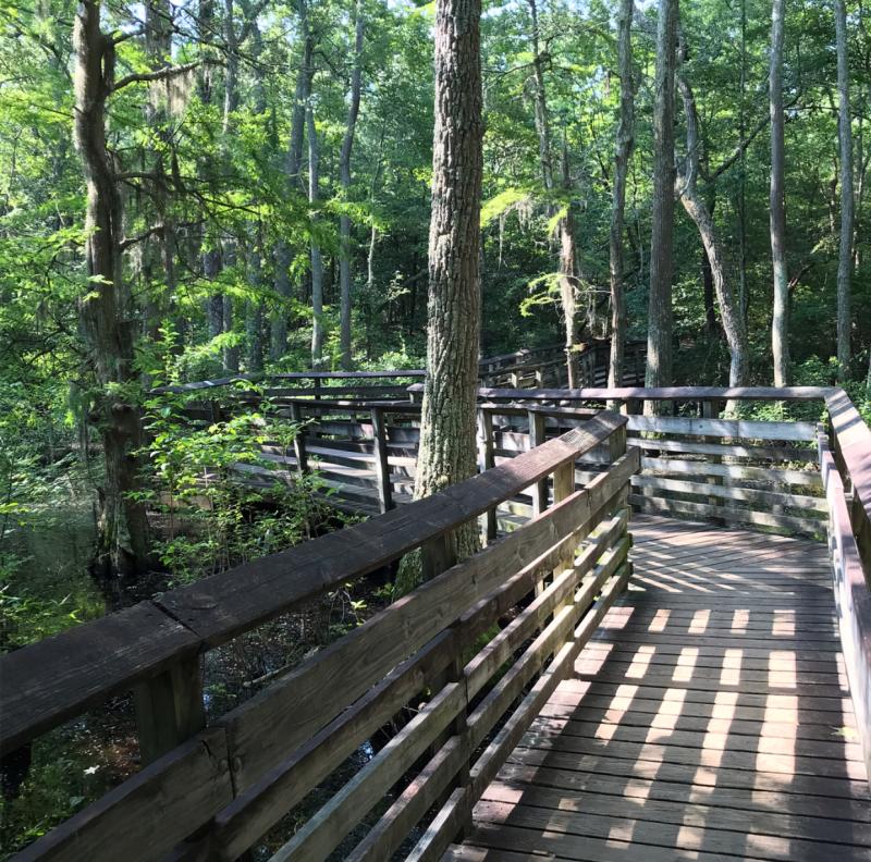 Boardwalk at the First Landing State Park