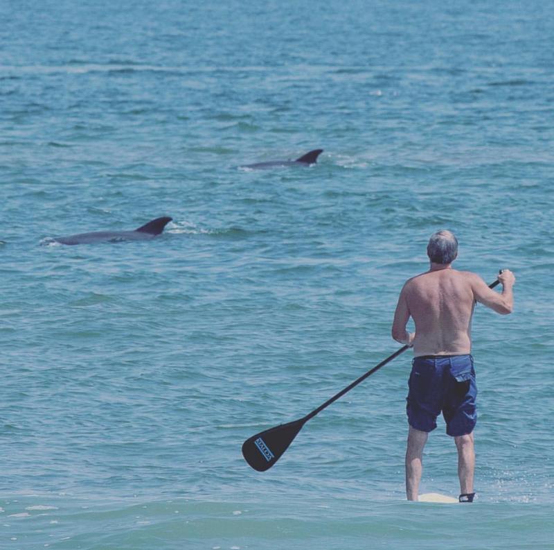 SUP with Dolphins