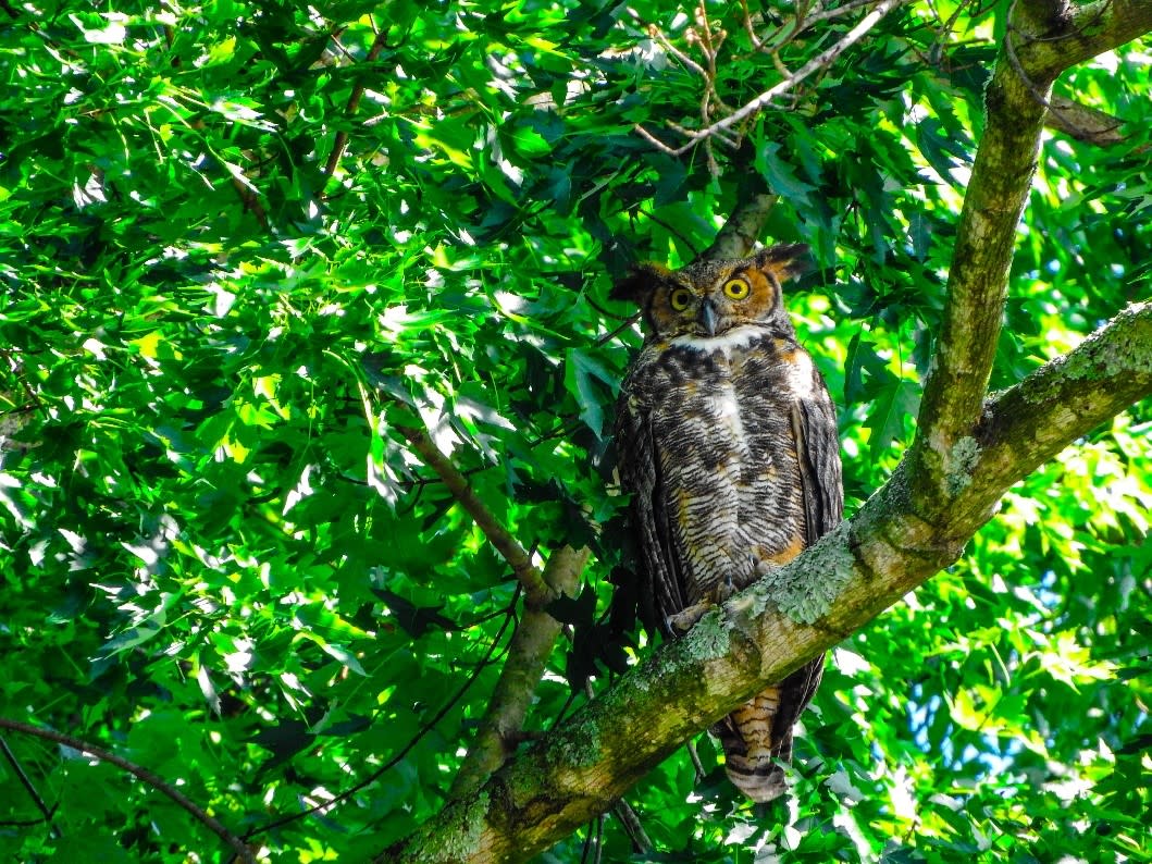 Great Horned Owl sitting on tree branch at Monocacy River Trail