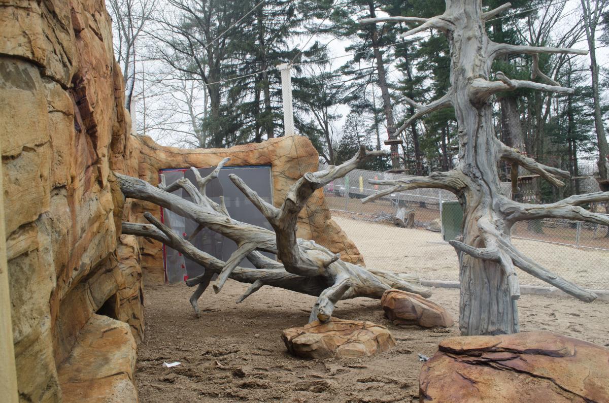 The fallen trees can be used as ramps by the exhibit's resident jaguars