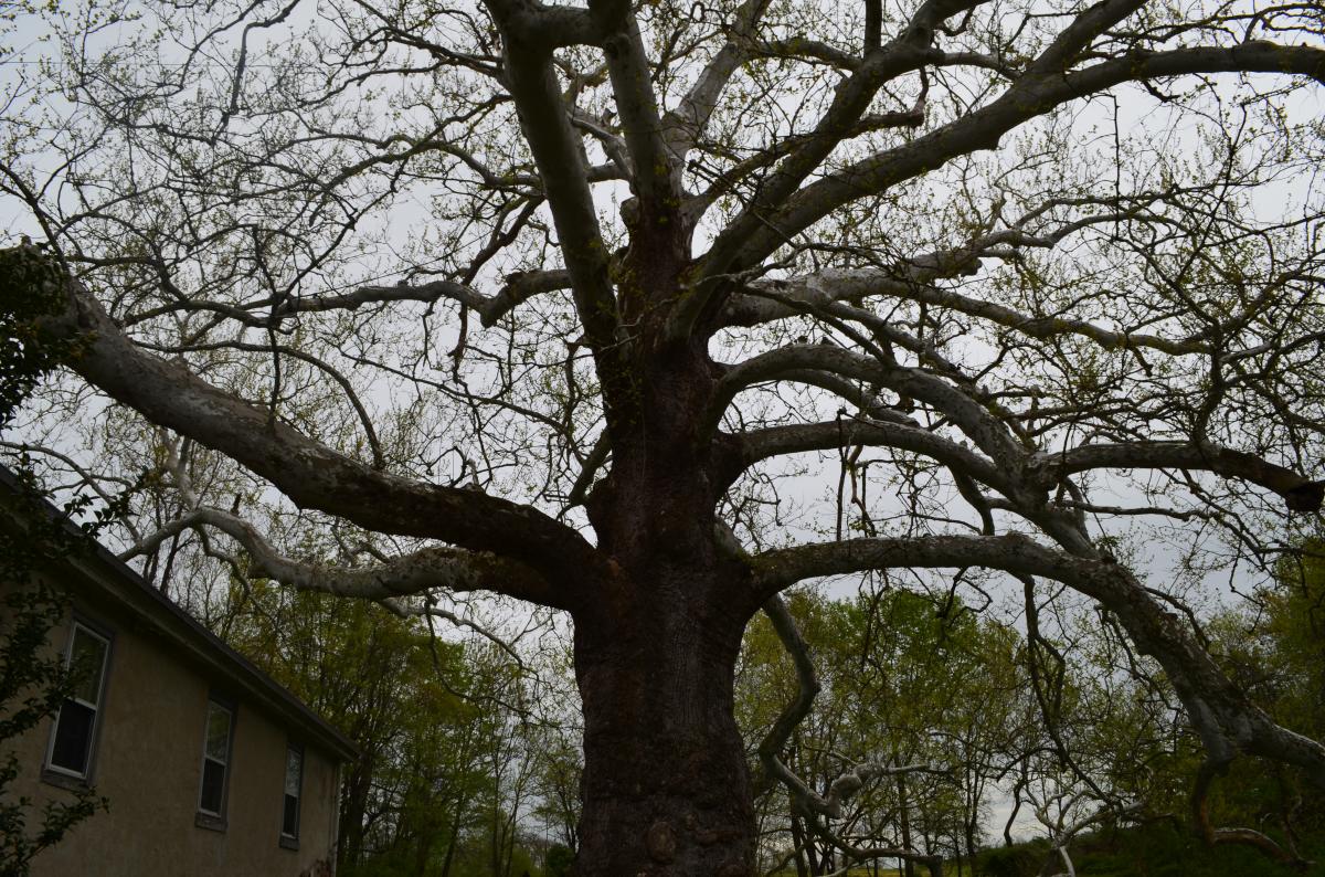 The Pawling Sycamore has never been accurately dated, but it is believed to predate the Valley Forge encampment