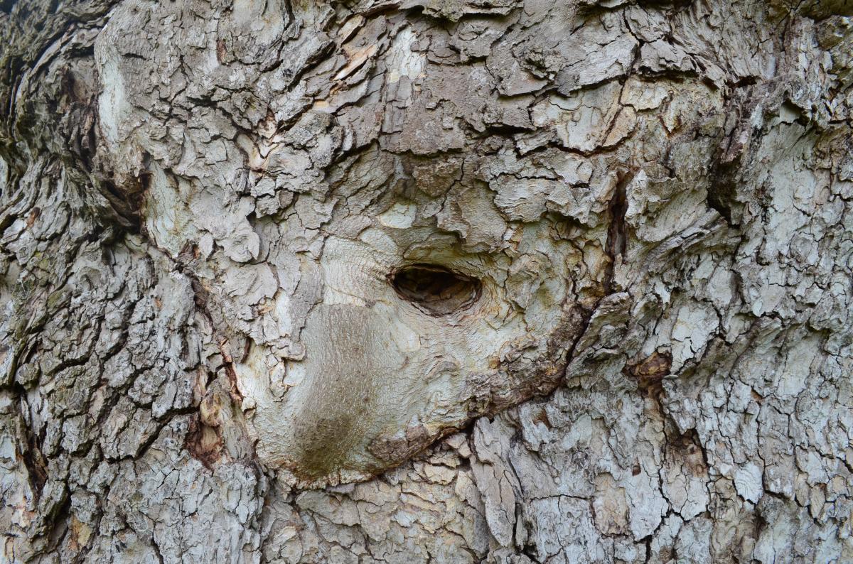 The "face" in the Pawling Sycamore