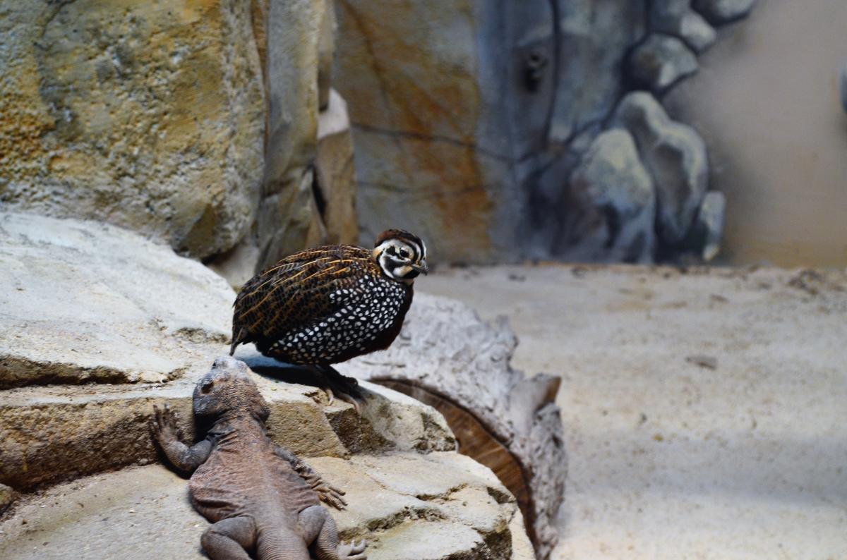 Elmwood Park Zoo Montezuma Quail and Lizard
