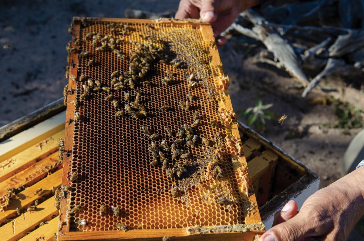 A honeycomb straight from the hive box.