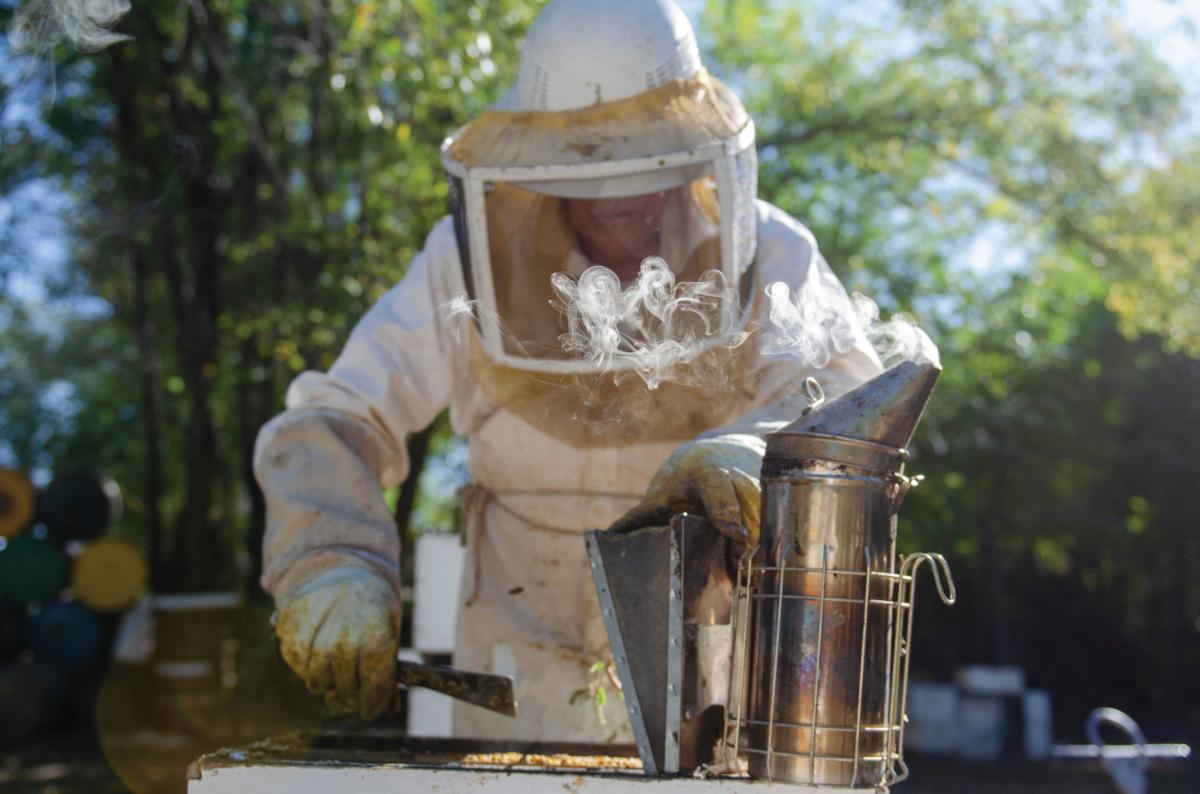 Hays uses smoke to sedate the bees.