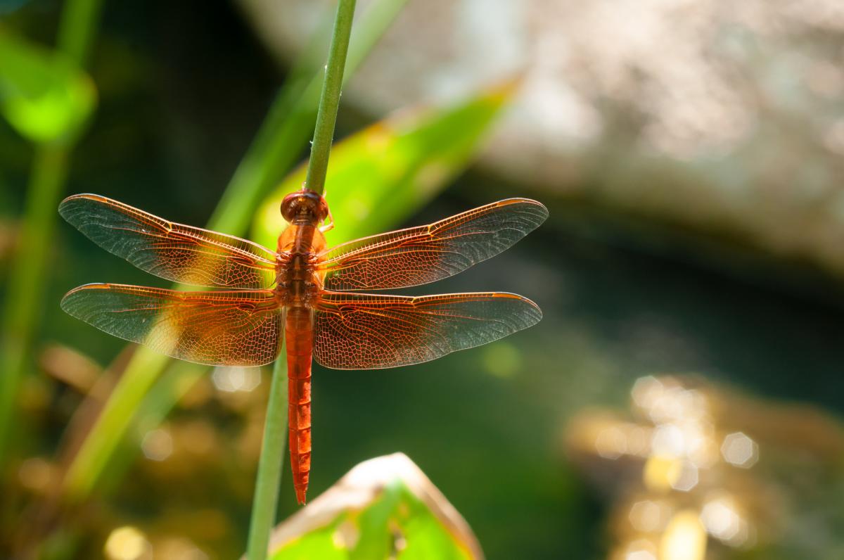 A flame skimmer dragonfly