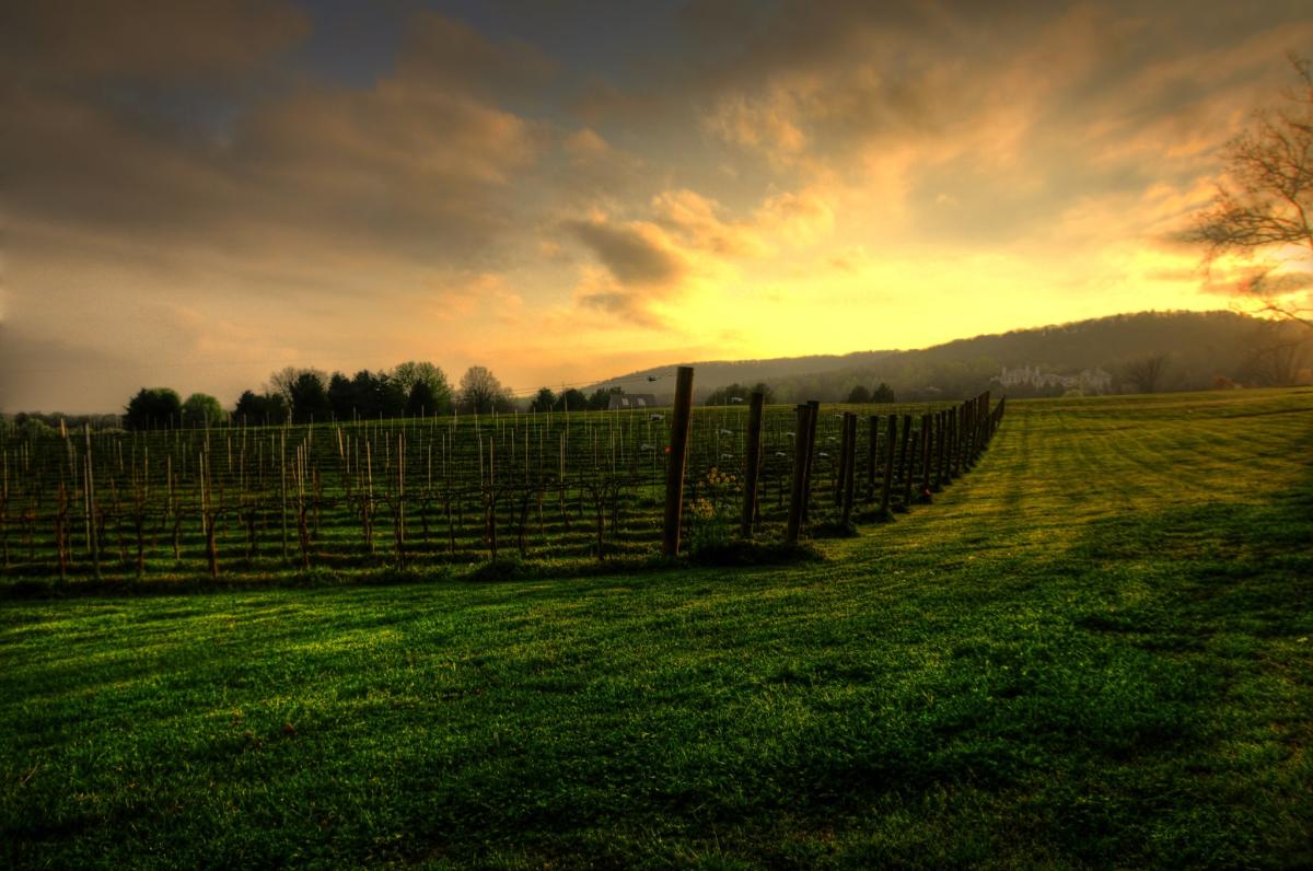 The Winery at La Grange sunset over the vineyards